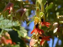 Image result for Melianthaceae