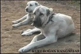 Kurtbogan Kangal Ozellikleri