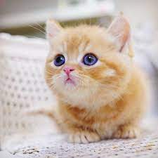 Enjoy cute cat wallpaper hd 1920ã—1080 cute cat backgrounds (46 wallpapers) | adorable for android, ios, macox, linux, windows and any others gadget or pc. A Cute Cat Gorgeous Look Album On Imgur