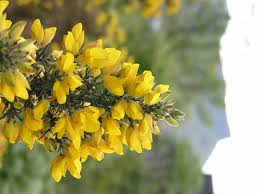 Image result for Ulex