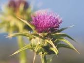 Image result for what milk thistle benefits