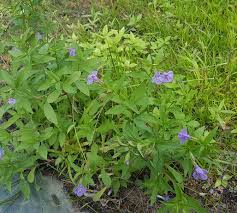 Image result for Mimulus