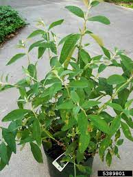 Troubleshooting Butterfly Bush Diseases How To Treat Common Buddleia Diseases