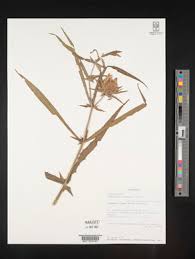 Image result for Blepharis dunensis