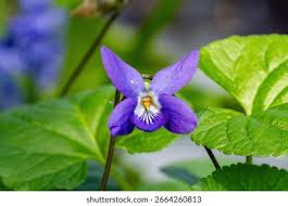 Image result for Violaceae