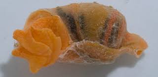 Image result for Isoglossa vulcanicola