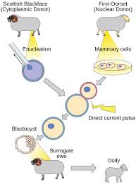 10 1 cloning and genetic engineering concepts of biology