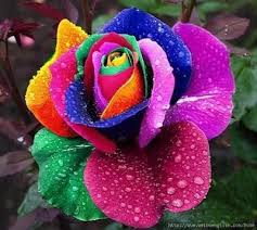 Pink roses in the garden. Flowers And Garden Ideas 10 Most Beautiful Roses Most Beautiful Pages Flowers Tn Leading Flowers Magazine Daily Beautiful Flowers For All Occasions