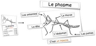 Sciences Les Phasmes Bout De Gomme Science Phasme Bout De Gomme