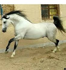 Black And Arabian Mix Check Out The Link To Learn More Horse Track Follow The Link For More Do Not Miss Our Web Pages With Images Horses Grey Horse Horse Breeds