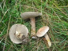 Image result for Suillus wasatchicus