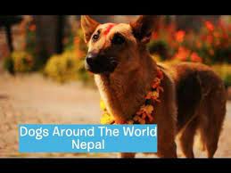 because every dog matters dogs puppy pictures nepal
