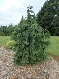 Image result for Cryptolepis hypoglauca