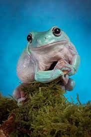 Featured Creature On Twitter Whites Tree Frog Green Tree Frog Pet Frogs