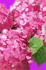 Blooming hydrangea flowers wallpapers, hydrangea flowers in garden. Pink Hydrangea Beautiful Flowers Spring 640x960 Iphone 4 4s Wallpaper Background Picture Image