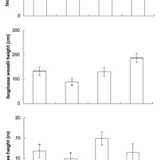 Image result for Isoglossa multinervis