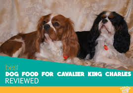Best Dog Food For Cavalier King Charles 7 Top Brands Compared