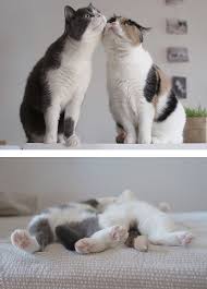 114 Cats Ready For Valentine S Day Cat Love Cats I Love Cats