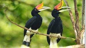 Therefore, the dayak people respect and honor hornbills. Enggang Borneo Kemos Enggang Borneo Kemos Borneo Icon Images Stock Photos Vectors Shutterstock Cek Terus Toko Enggang Borneo Untuk Update Produk Hingga Kode Voucher Dari Toko Enggang Borneo Terbaru Secara Online