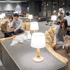 猫カフェ mocha モカ 猫 カフェ 猫 猫部屋