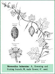 Image result for Cucurbitaceae