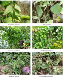 Image result for Menispermaceae