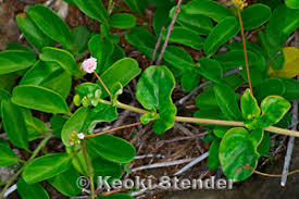 Image result for Boerhavia repens