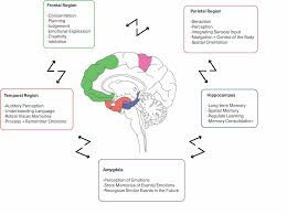 Lithium is a medication often used to treat bipolar disorder and schizoaffective disorder. Cureus Neuroplasticity Improves Bipolar Disorder A Review