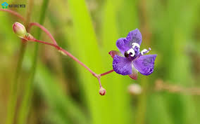 Image result for Murdannia semiteres