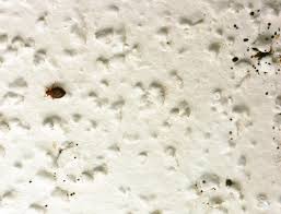 Image result for bed bugs droppings