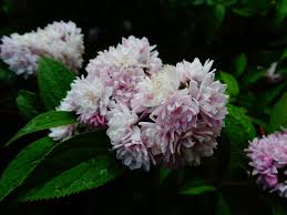 Image result for Deutzia hybrida Pink Pompon