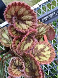 Pin On Begonia