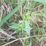 Image result for Exacum oldenlandioides