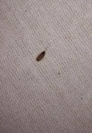 Feuchte, leicht gezuckerte tücher als fallen auslegen, morgens einsammeln und im wc entsorgen. Kleine Tierchen Im Wohnzimmer Was Konnte Das Sein Insekten Kafer Ungeziefer