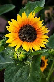 Ia dikenal sebagai bunga matahari autumn beauty. Pin On Photography