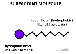 How do surfactants stabilize mixtures o… how does the surfactant molecule look?… surface active agent. Fact Check What Is Micellar Water And How Does It Work An Update Lab Muffin Beauty Science