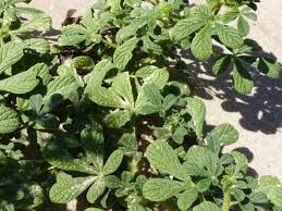 Image result for Cleome stricta