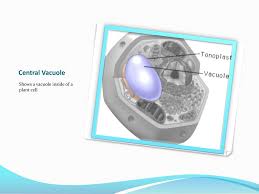 To store waste products b. Ppt Central Vacuole Powerpoint Presentation Free Download Id 3673018