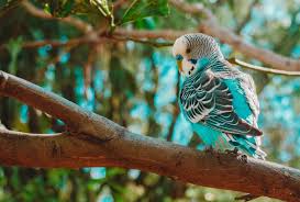 If you're into investing, then you may already know that the stock market can be a fickle beast. The Best Bird Pets For Beginners Allan S Pet Center