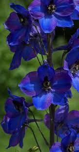 Favorite Sun Perennials Delphinium Flowers Larkspur Plant Planting Flowers