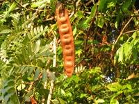 Image result for Albizia antunesiana