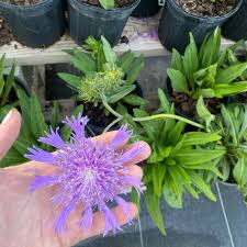 Image result for Aster harveyanus