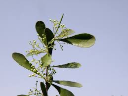 Image result for Gymnosporia senegalensis