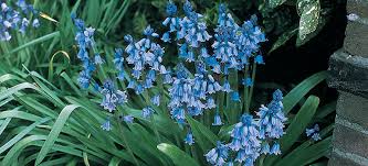 Check spelling or type a new query. The Best Bulbs For Shade Breck S
