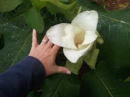 Image result for Carvalhoa macrophylla