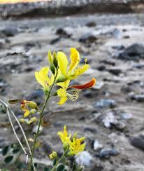 Image result for Adenolobus pechuelii