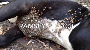 Kopege Yapisan Keneler 16 Trypophobia Fobisi Olanlar Izlemesin Youtube