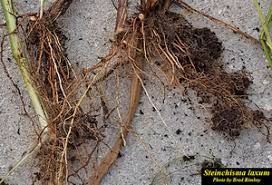 Image result for Steinchisma laxum