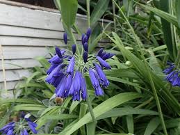 Image result for Agapanthus inapertus