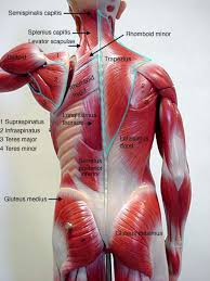 Triceps, biceps, pectoralis major, quadriceps , hamstrings, gluteus maximus , abdominals, deltoid, latissimus dorsi, external obliques, gastrocnemius , tibialis anterior. 34 Label The Muscles Of The Body Labels Database 2020